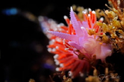~ Puple Lady ~
The common name for this nudibranch in Ca... by Geo Cloete 